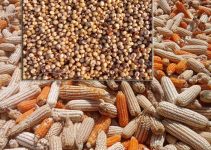 Maize vs. Sorghum in Poultry Feed: Which One Truly Gives You Faster Growth and Bigger Profits?