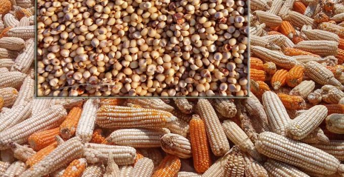 maize an sorghum in Maize vs. Sorghum in Poultry Feed