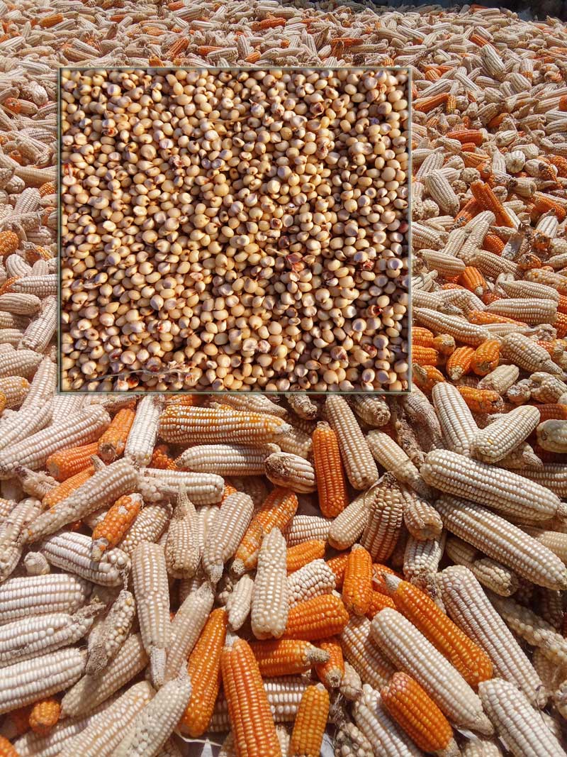 maize an sorghum in Maize vs. Sorghum in Poultry Feed