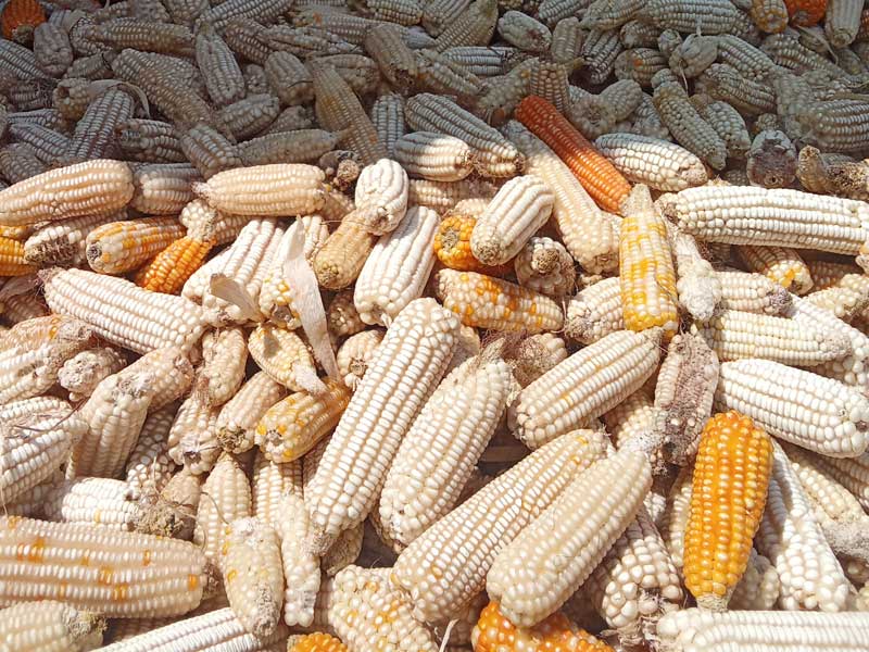 maize in Maize vs. Sorghum in Poultry Feed