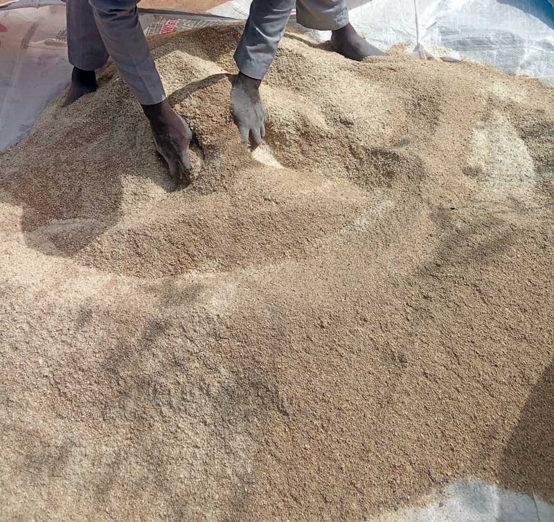 sorghum in sorghum in maize spread in broilers feeding in maize an sorghum in Maize vs. Sorghum in Poultry Feed
