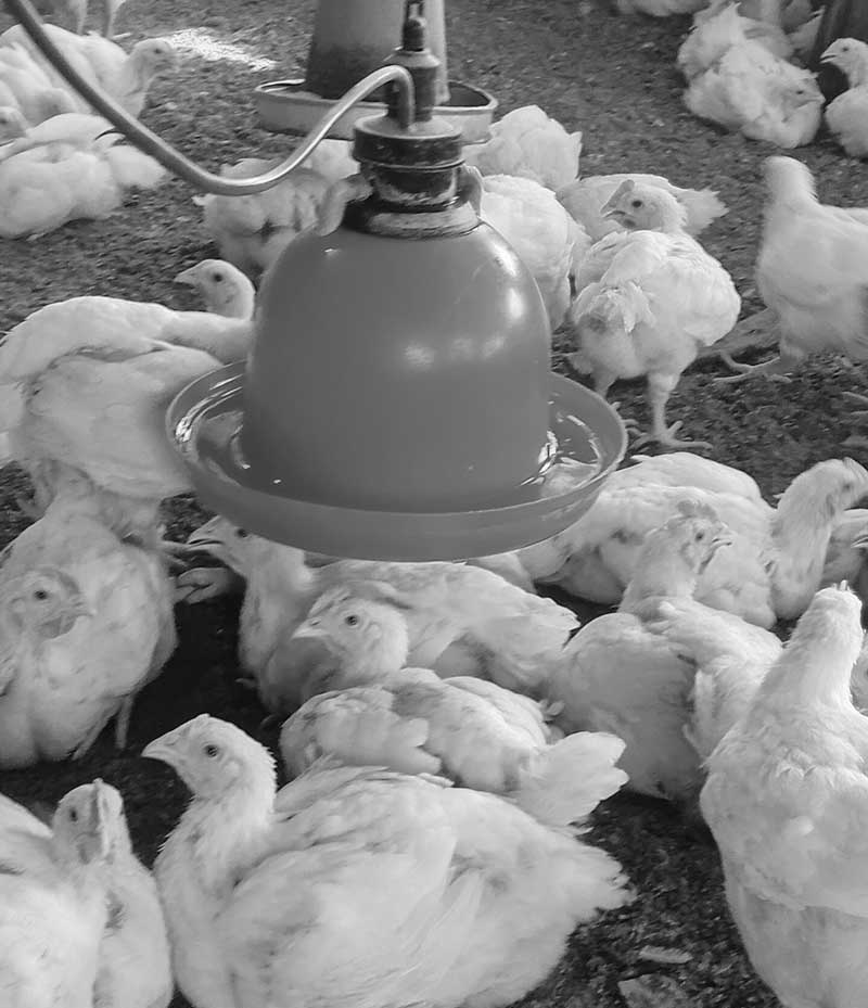 Poultry Diseases That Spread in Hot Weather 