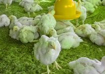 Heat Can Kill Your Birds Faster Than You Think: 4 Deadly Poultry Diseases That Spread in Hot Weather (And Simple Ways to Stop Them)