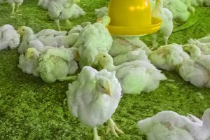 Heat Can Kill Your Birds Faster Than You Think: 4 Deadly Poultry Diseases That Spread in Hot Weather (And Simple Ways to Stop Them)