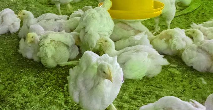 Poultry Diseases That Spread in Hot Weather