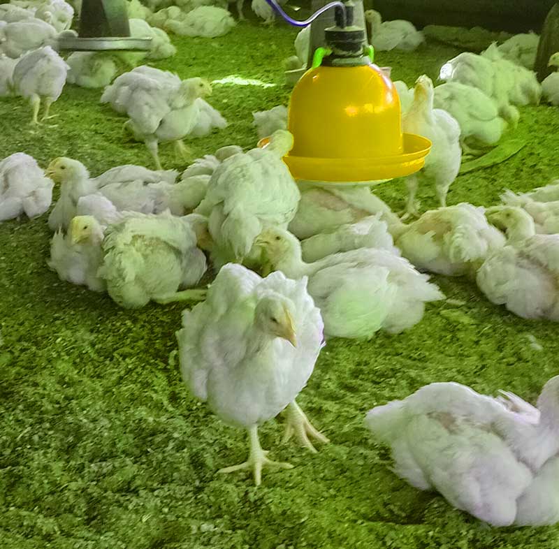 Poultry Diseases That Spread in Hot Weather 