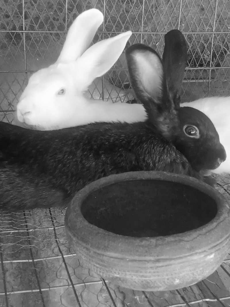 using cheap rabbit feed for profit