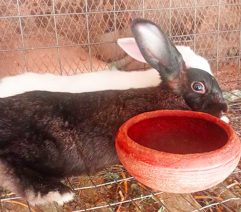 relaxing rabbit using cheap rabbit feed for profit