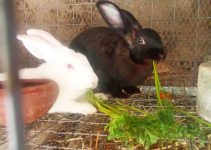 5 Smart Ways Rabbit Farmers Turn Cheap Local Feed into Faster Growth and Bigger Profits