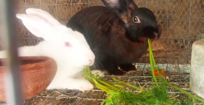 Ways Rabbit Farmers Turn Cheap Local Feed into Faster Growth