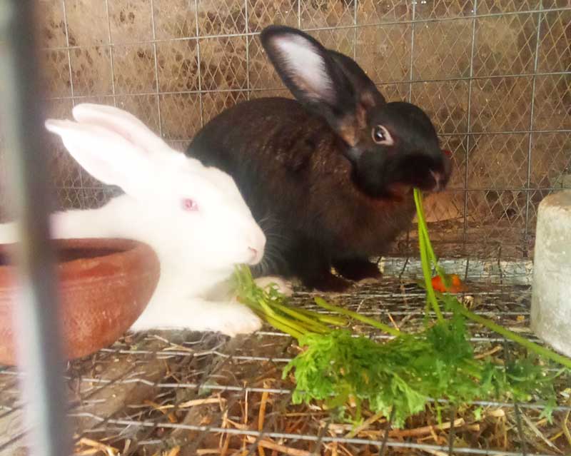 Ways Rabbit Farmers Turn Cheap Local Feed into Faster Growth 