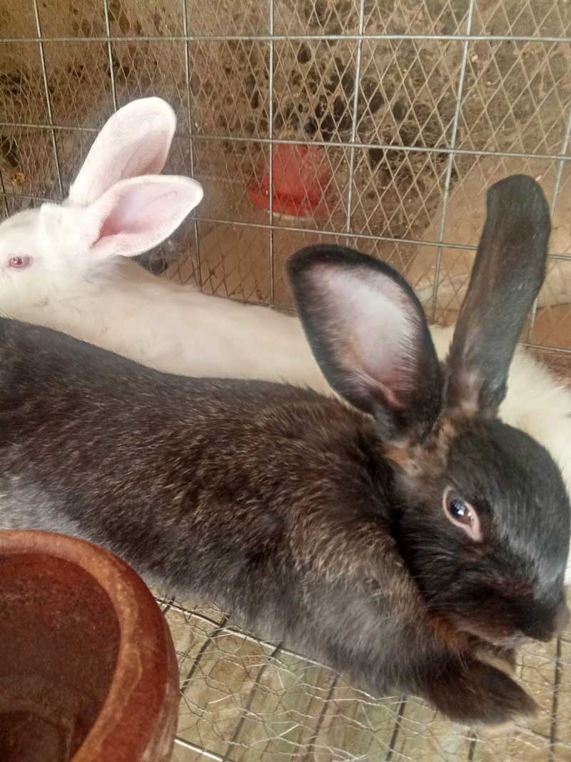 Ways Rabbit Farmers Turn Cheap Local Feed into Faster Growth 