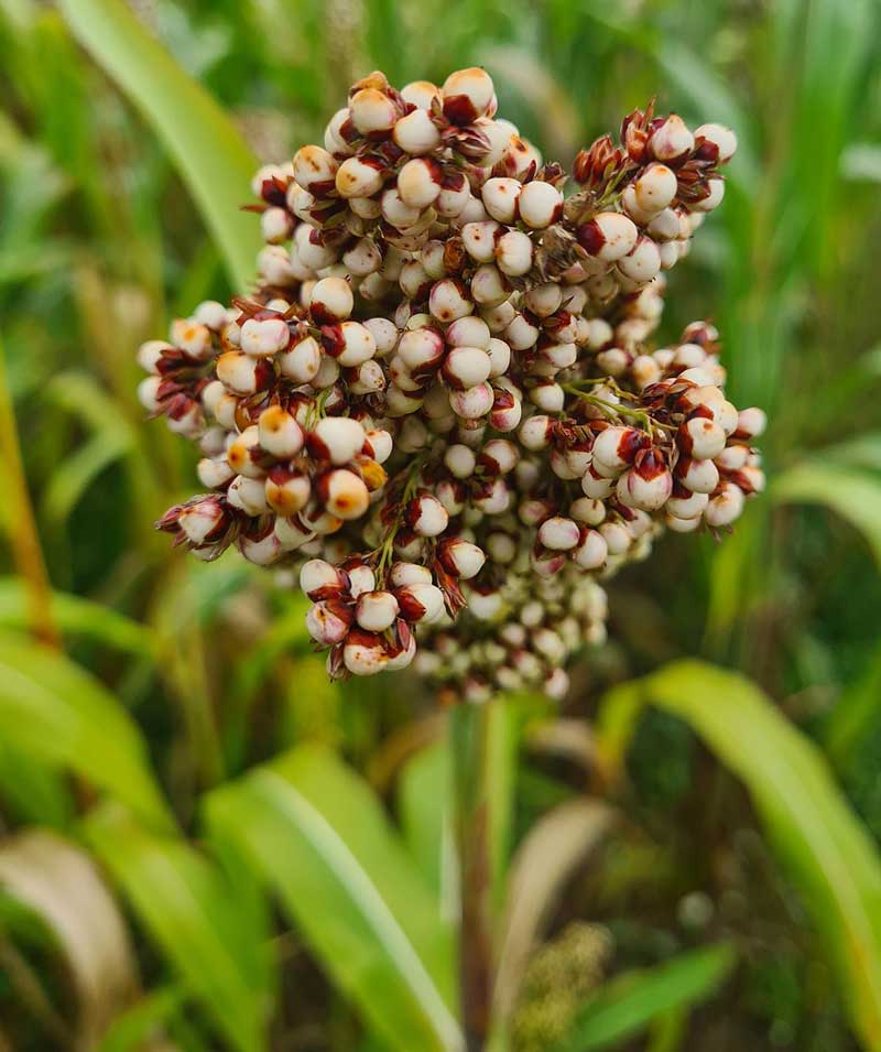 sorghum in sorghum in maize spread in broilers feeding in maize an sorghum in Maize vs. Sorghum in Poultry Feed