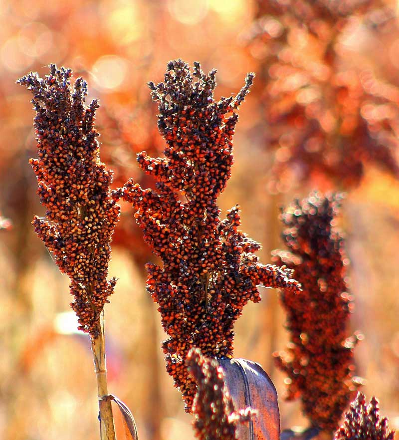 sorghum in Maize vs. Sorghum in Poultry Feed