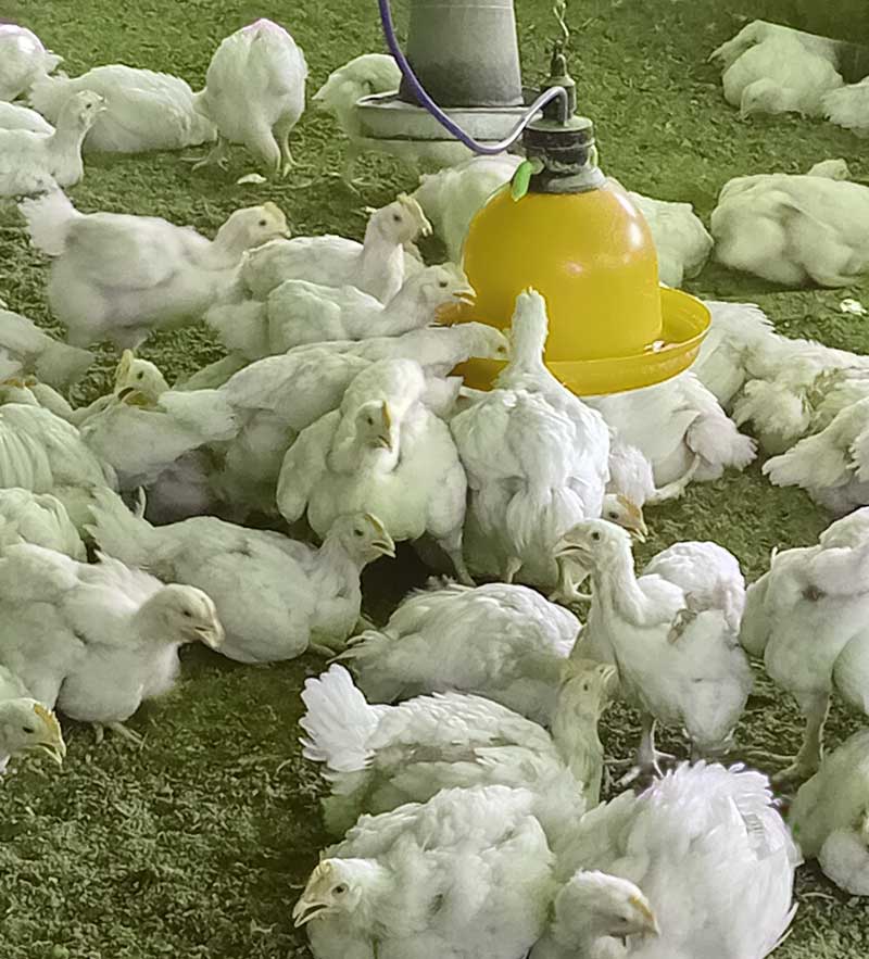 broiler in their pen in Broiler Farmers Struggle to Make Profit