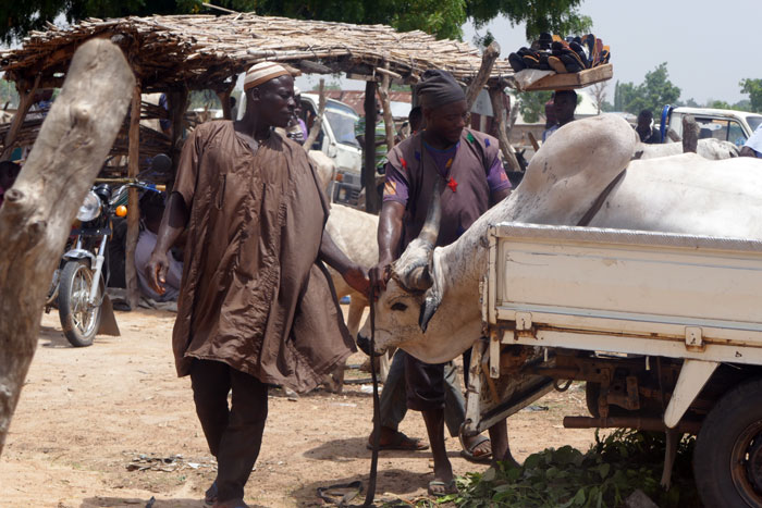 Ways Cow Fatteners Can Beat Market Middlemen