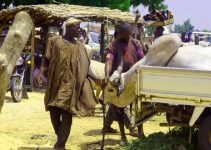 Your Cow Is Fat, but Your Pocket Is Empty: 7 Smart Ways Cow Fatteners Can Beat Market Middlemen