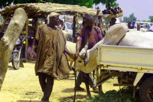 Your Cow Is Fat, but Your Pocket Is Empty: 7 Smart Ways Cow Fatteners Can Beat Market Middlemen