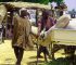 Your Cow Is Fat, but Your Pocket Is Empty: 7 Smart Ways Cow Fatteners Can Beat Market Middlemen