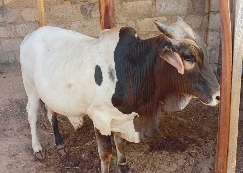another Ways Cow Fatteners Can Beat Market Middlemen
