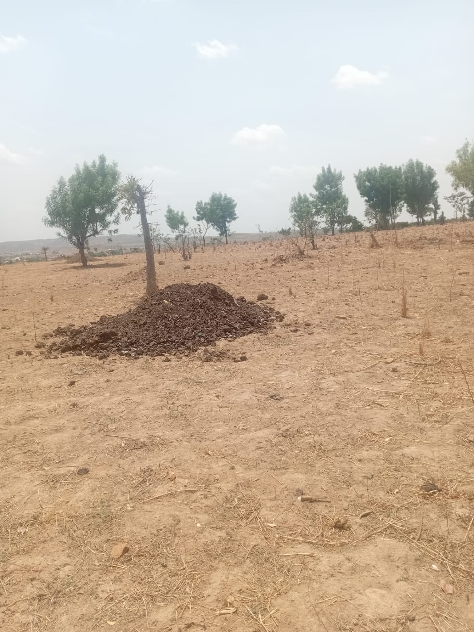 best time to apply organic manure during the onset of rainy season