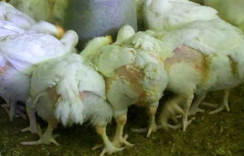successful broiler farmers eating