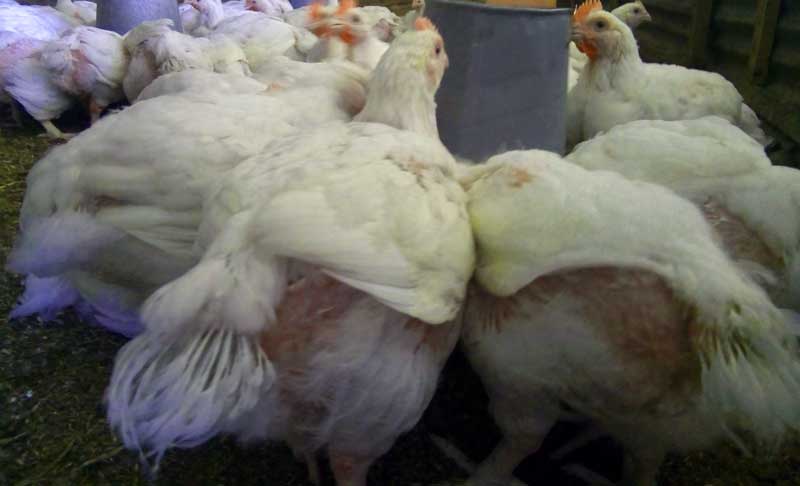 successful broiler farmers