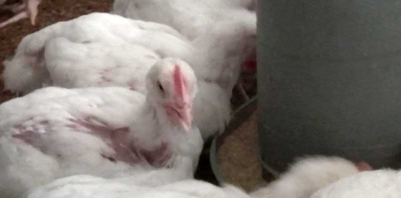 successful broiler farming is good 