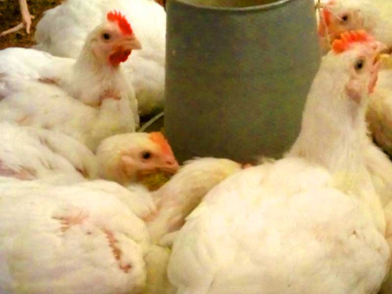 successful broiler farmers