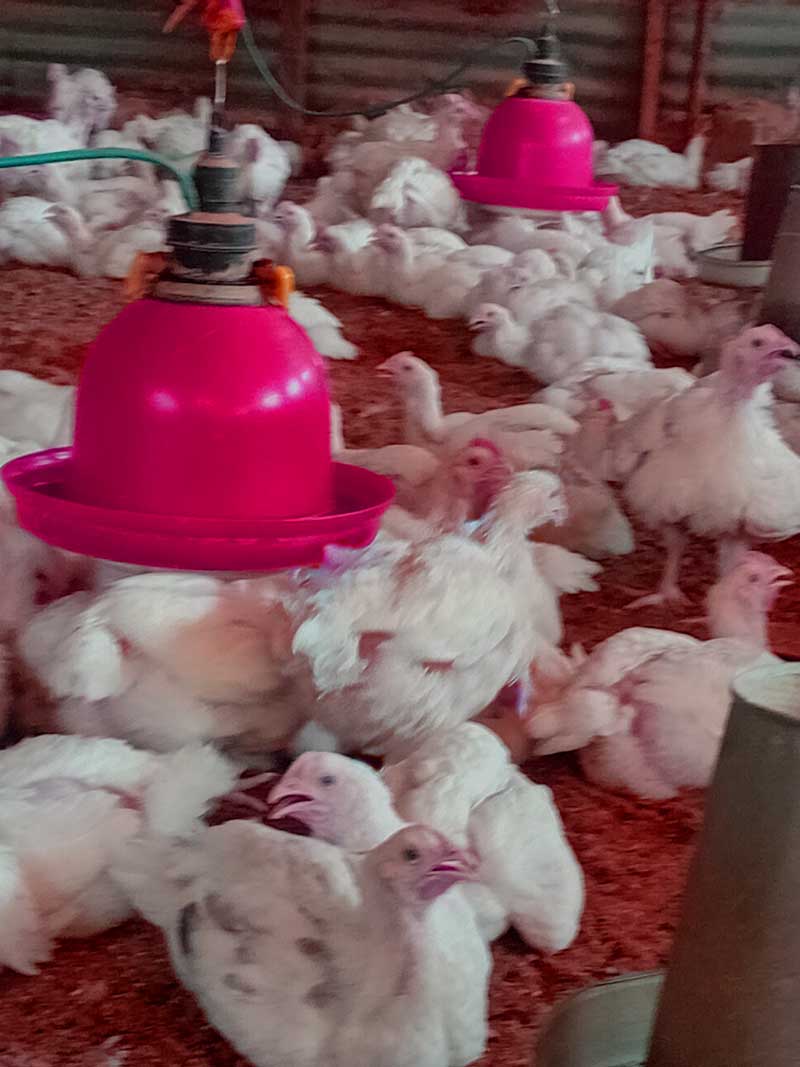 successful broiler farming