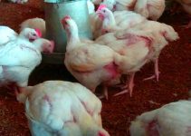 8 Things Successful Broiler Farmers Never Skip