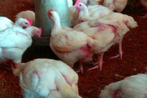 8 Things Successful Broiler Farmers Never Skip