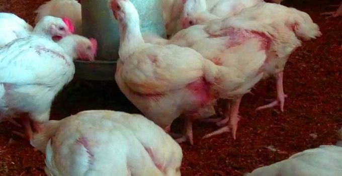 successful broiler farming in deep litter