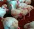 8 Things Successful Broiler Farmers Never Skip