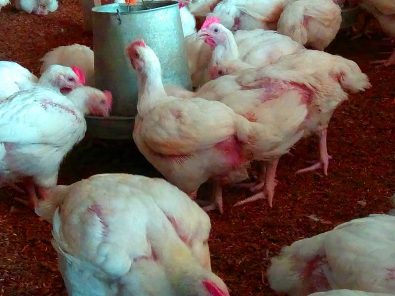 successful broiler farmers in deep litter 
