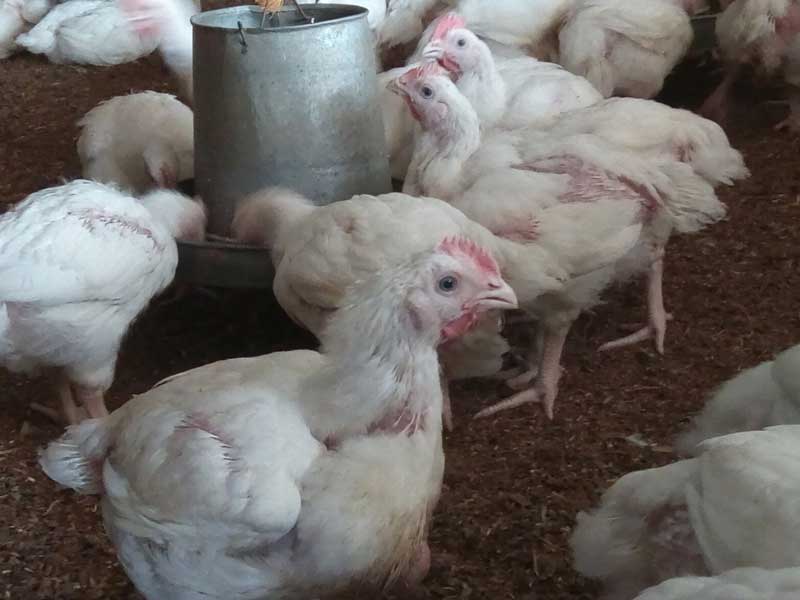 Free Range vs. Deep Litter Poultry Farming