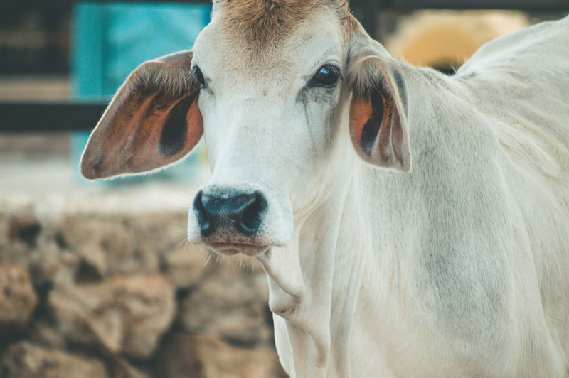 Ways Cow Fatteners Can Beat Market Middlemen