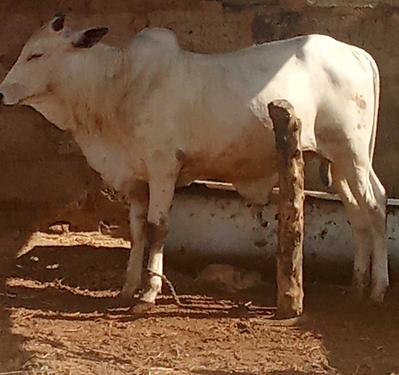 looking good cows gain weight faster