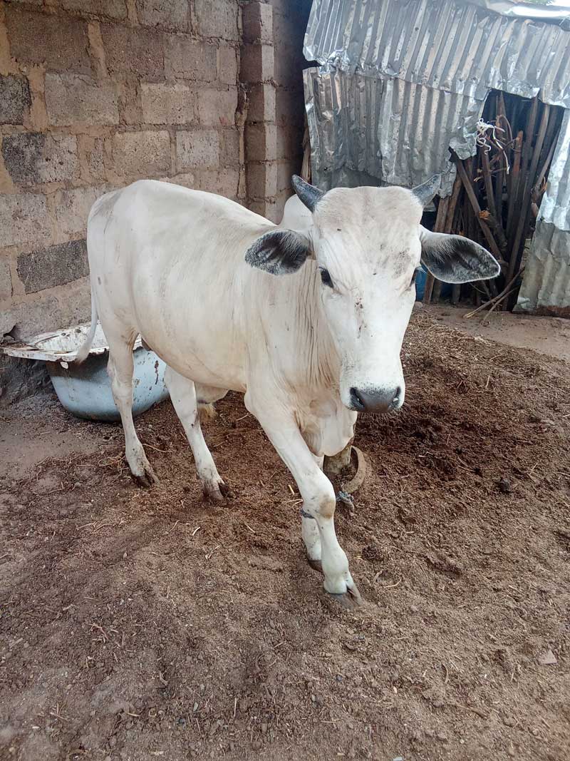 cows gain weight faster