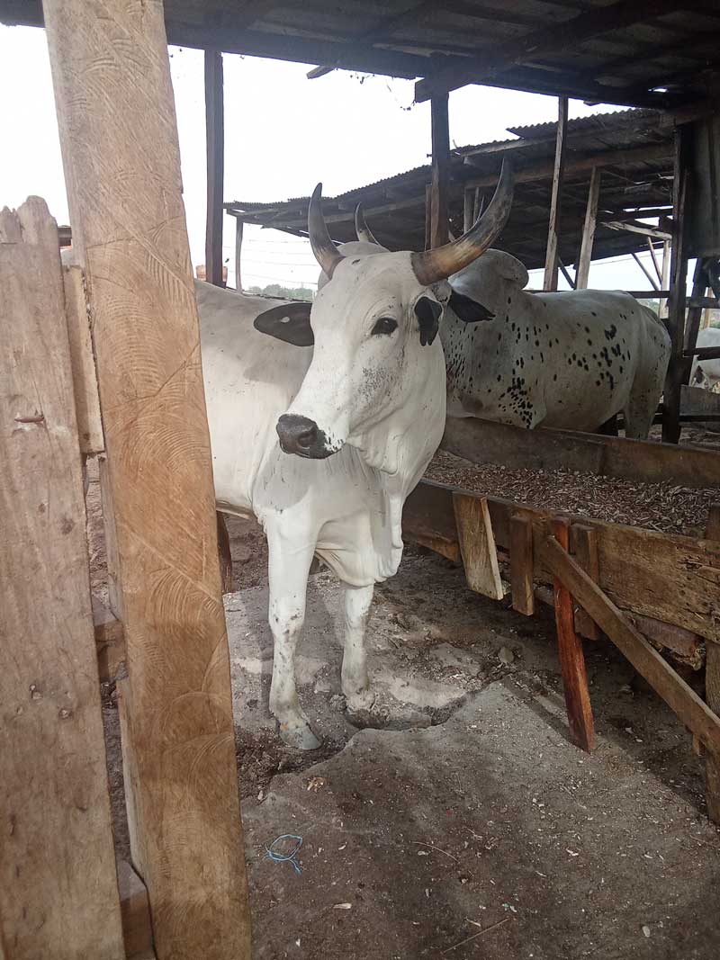 cow gain weight faster