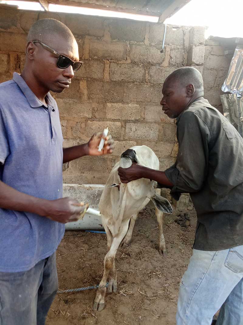 Treatment and medication in cows gain weight faster 
