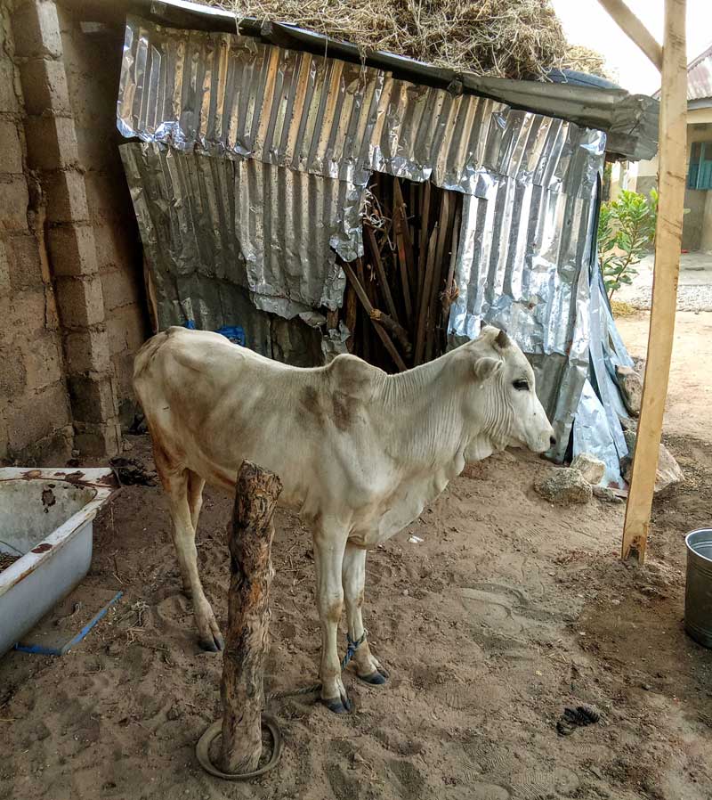 wants your cows gain wieght faster 