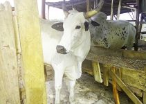 Why Some Cows Gain Weight Faster Than Others: 7 Cow Fattening Secrets Livestock Farmers Shouldn’t Ignore