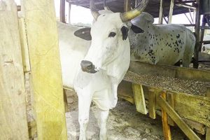Why Some Cows Gain Weight Faster Than Others: 7 Cow Fattening Secrets Livestock Farmers Shouldn’t Ignore