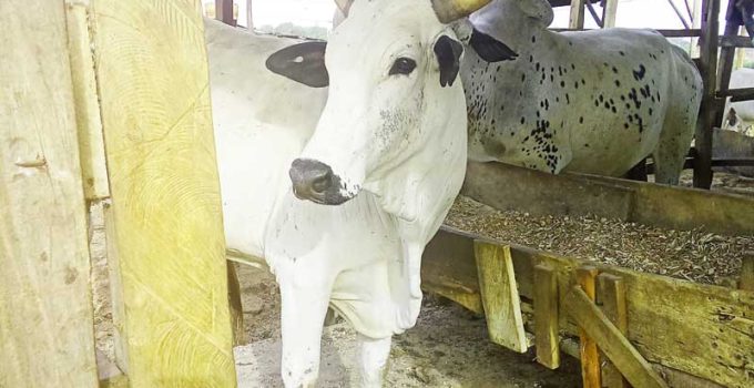 cows gain weight faster