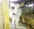 Why Some Cows Gain Weight Faster Than Others: 7 Cow Fattening Secrets Livestock Farmers Shouldn’t Ignore