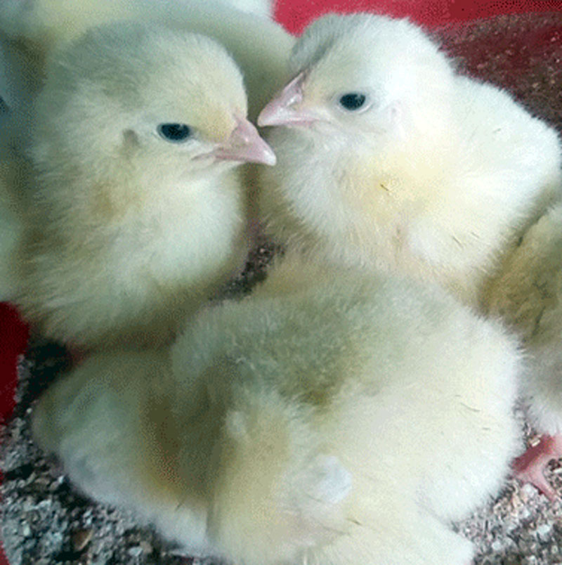 day old hatchery business is a Smart Agribusiness Ideas