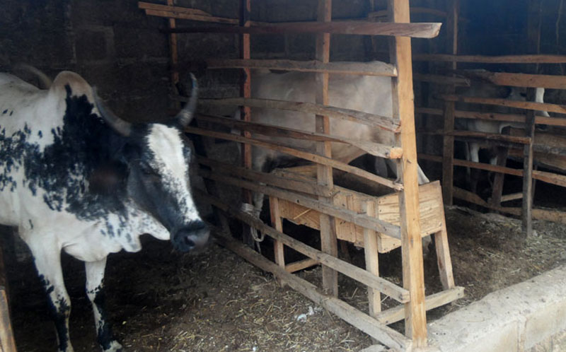 Cow fattening Smart Agribusiness Ideas