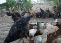 Free Range vs. Deep Litter Poultry Farming: The Hidden Truth About Choosing the Best System for Your Budget, Space, and Farming Goals