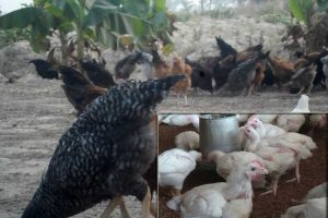 Free Range vs. Deep Litter Poultry Farming: The Hidden Truth About Choosing the Best System for Your Budget, Space, and Farming Goals